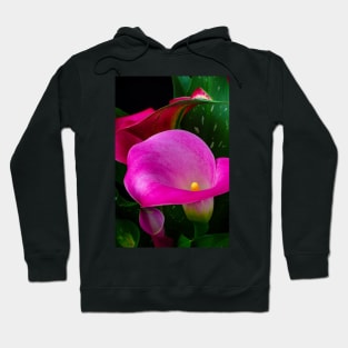 Pink Calla Lily Garden Still Life Hoodie